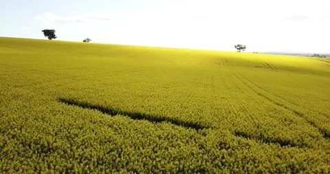 Canola Fields Aerial Flight Over Blanket of Yellow Stock Footage 148181104