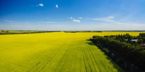 Canola Fields in Alberta Stock Photos
