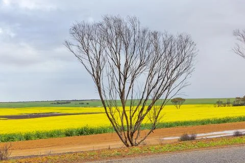 Canola Fields and Bare Trees in Lake King, Australia Фото