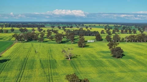 Canola fields and a set of four silos in farmland in NSW Stock Footage 297411833