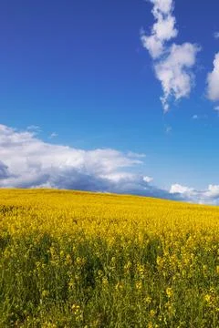 Canola fields in bloom, with deep blue skies Stock Photos