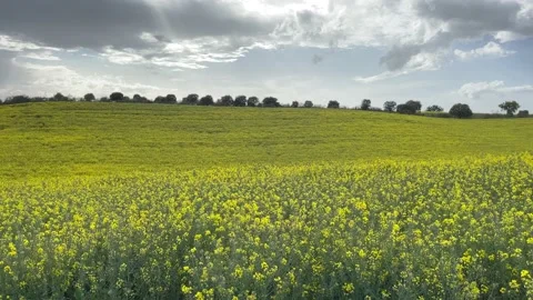 Canola fields in bloom, on a spring day after the rain storm Stock Footage 202250756