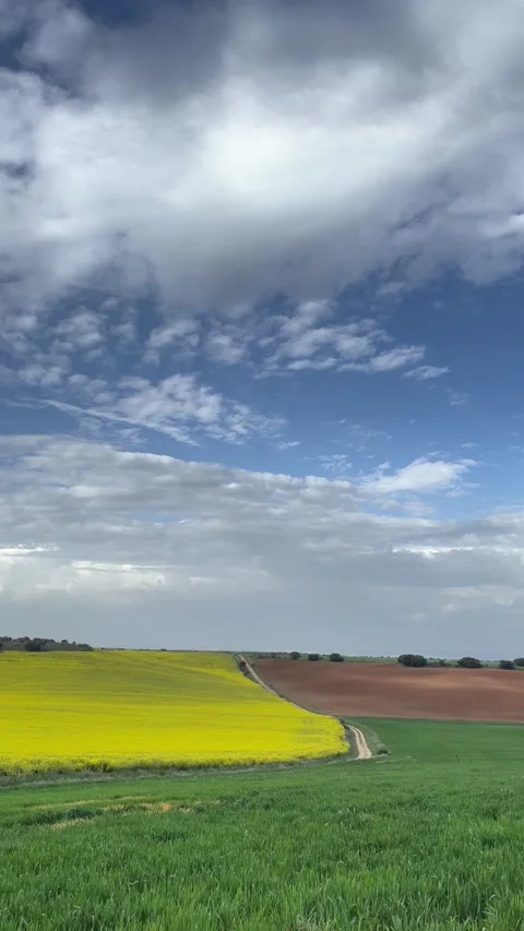 Canola fields in bloom, on a spring day after the storm, vertical Stock Footage 202250759