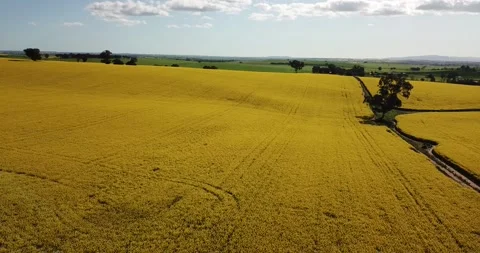 Canola Fields Drift Stock Footage 148181190