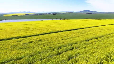 Canola Fields Stock Footage 241710530