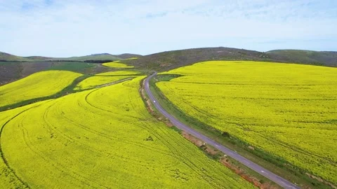 Canola Fields Stock Footage 241710537