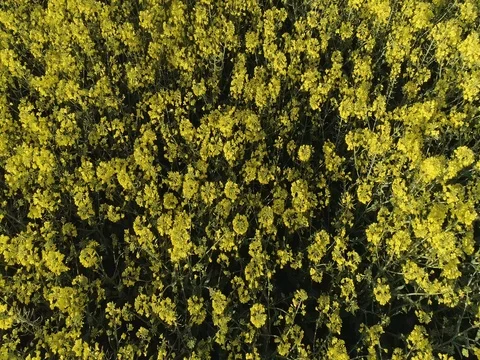 Canola fields footage 스톡 동영상 75950324