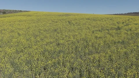 Canola Fields In Full Bloom Across Rural Countryside Stock Footage 344828629