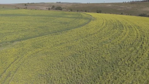Canola Fields In Full Bloom Across Rural Countryside Stock Footage 344828746