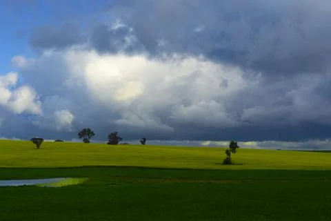 Canola Fields Grey Clouds Stock Photos