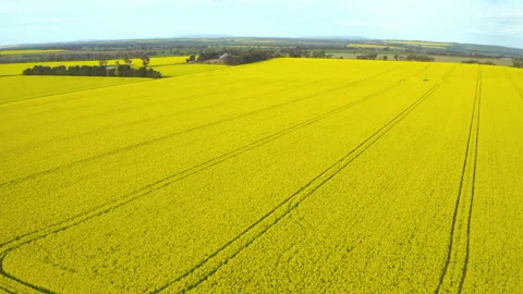 Canola Fields Low Fly Over Stock Footage 219285950
