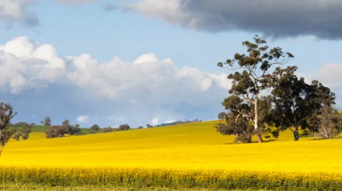 Canola fields pan Stock Footage 32684495
