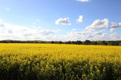 Canola Fields 写真素材