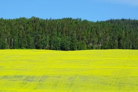 Canola Fields Stock Photos