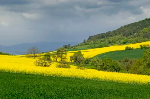Canola fields Stock Photos