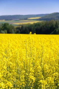 Canola fields Stock Photos