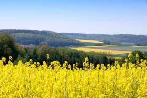 Canola fields Stock Photos
