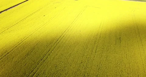 Canola Fields Rising High Stock Footage 148181049