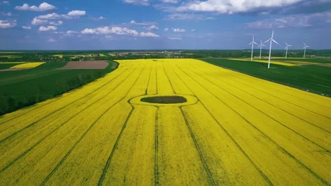 Canola fields. Shooting from above. Stock Footage 241647318