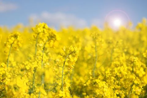 Canola fields in the spring Stock Photos