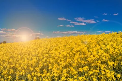 Canola fields in the spring Stock Photos