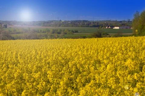 Canola fields in the spring Stock Photos