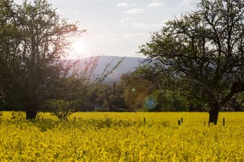 Canola fields in the spring Stock Photos