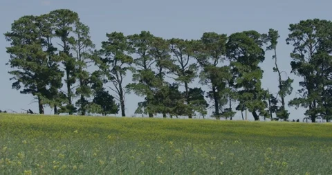 Canola Fields With Trees in Australia Stock Footage 317898983