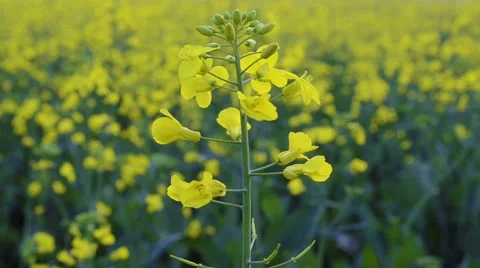 Canola flower closeup Stock Footage 59089721