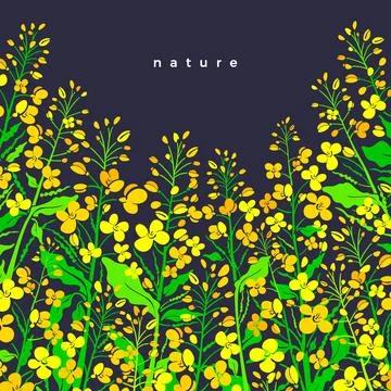Canola flower field. Vector border. Oilseed plant Stock Illustration