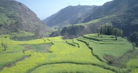 Canola flower fields 011 Vidéo 141558058