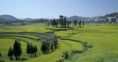 Canola flower fields 018 Vidéo 141557975