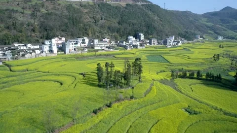 The Canola Flower Fields are located in small Luoping of Yunnan, China. Vidéo 144090764