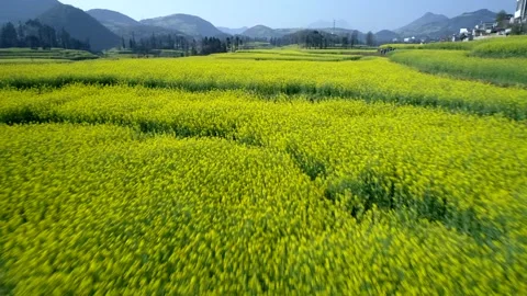 The Canola Flower Fields are located in small Luoping of Yunnan Vidéo 144090832