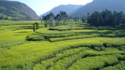 The Canola Flower Fields are located in small Luoping of Yunnan, China. Vidéo 144091062