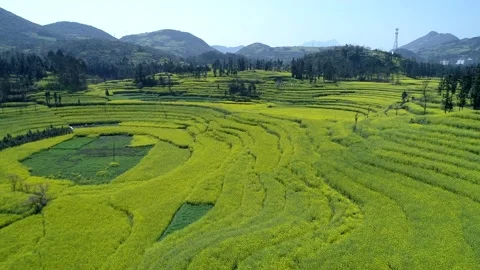 The Canola Flower Fields are located in small Luoping of Yunnan, China. Vidéo 144091112