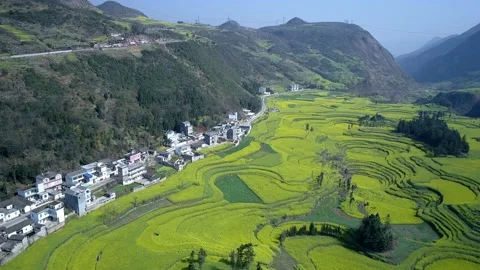 The Canola Flower Fields are located in small Luoping of Yunnan, China. Stock-Footage 144091170