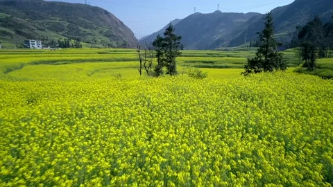 The Canola Flower Fields are located in small Luoping of Yunnan, China. Stock-Footage 144091363