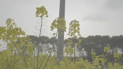 Canola flower 스톡 동영상 126393861
