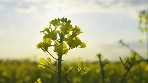 Canola flower moving in the wind at sunset. Blooming rapeseed fields. Video stock 310132043
