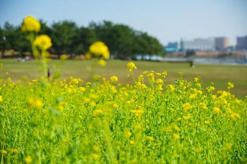 Canola flower Stock Photos