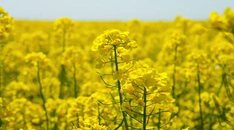 Canola flower, rape crop, background Stockbeeldmateriaal 38092922