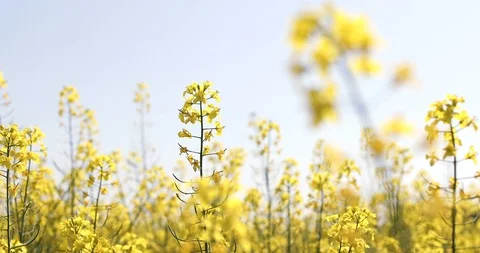 Canola flower, rape crop, background Stock Footage 89443922