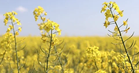 Canola flower, rape crop, background Stock Footage 89444197