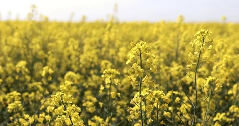 Canola flower, rape crop, background. Blooming canola field Stock Footage 89444301