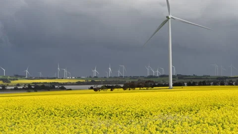 Canola Flowering Stock Footage 161148665