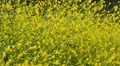 Canola Flowers 96fps 03 Slow Motion x4 HD Footage
