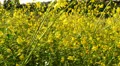 Canola Flowers 96fps 05 Slow Motion x4 HD Footage