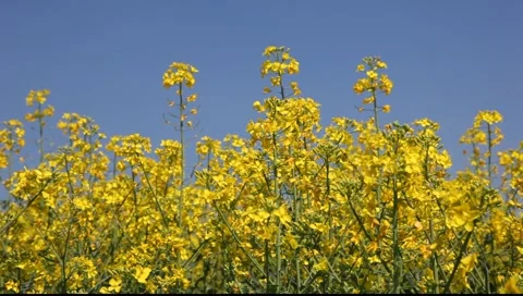 Canola flowers 库存影片 4280630