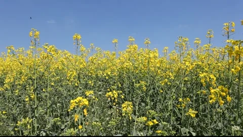 Canola flowers Stock Footage 4280724